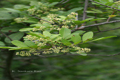 Schinus terebinthifolia